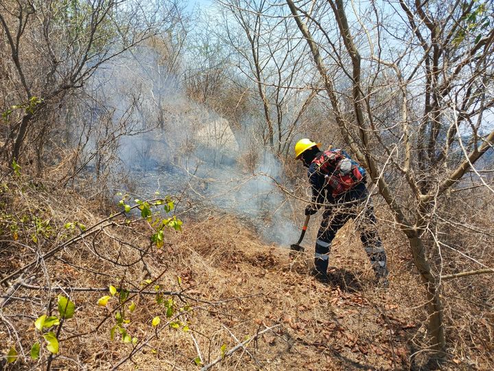 Avances significativos en el control de incendios forestales en Manzanillo, Colima